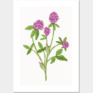 Red Clover Flower Botanical Posters and Art